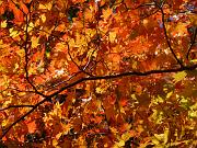 foto_20091123_1337_03