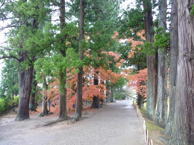 foto_20091114_1003_02.jpg - [de]Die Herbstfarben machen diese Allee am See richtig sehenswert.[en]Autumn leafs make this alley real scenic.