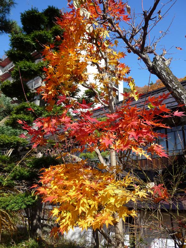 foto_20091115_1005_05.jpg - [de]Aber einfach nur die bunten Blätter beweisen, dass der Herbst eine wunderschöne Jahreszeit sein kann.[en]All kinds of colors with those leafs.