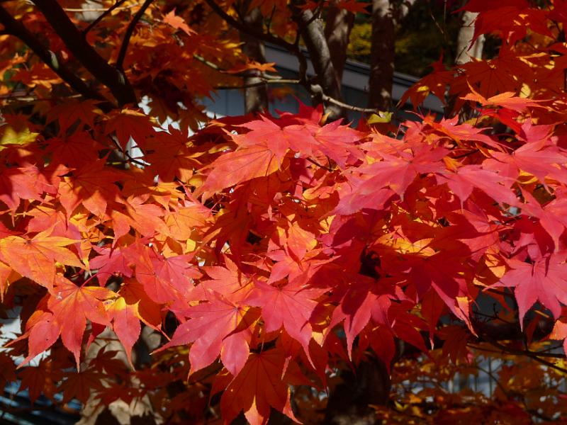 foto_20091115_1046_01.jpg - [de]Japanischer Ahorn in seiner schönsten Färbung.[en]Perfectly colored maple leafs.