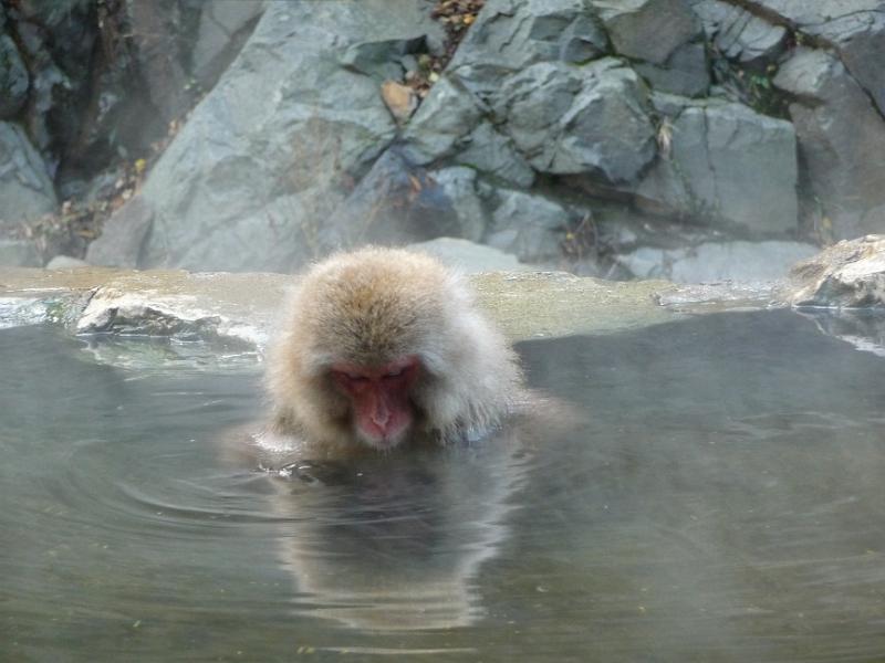 foto_20091115_1207_02.jpg - [de]Meditation im warmen Wasser.[en]Monkeys can also relax in the hot water.