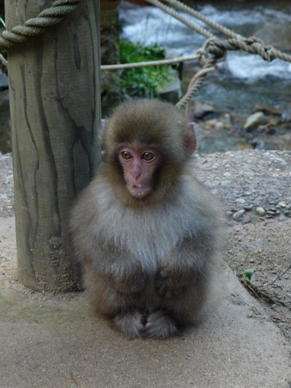 foto_20091115_1218_01.jpg - [de]Das muss das Vorbild für Monchichi gewesen sein.[en]A cute baby monkey.