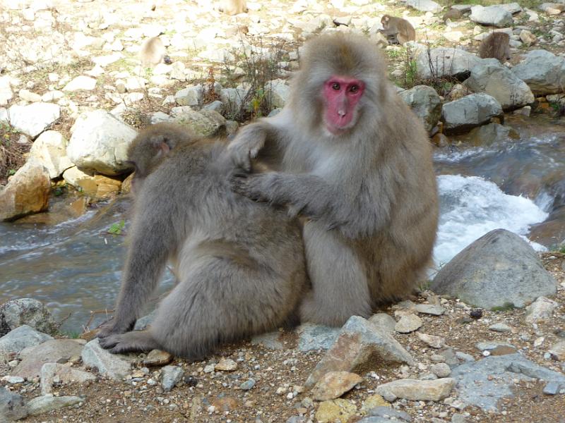 foto_20091115_1224_01.jpg - [de]Die älteren Semester lausen sich lieber gegenseitig.[en]While the older monkeys relax while being deloused.