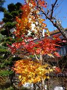 foto_20091115_1005_05