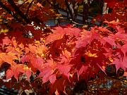 foto_20091115_1046_01