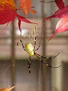 foto_20091115_1049_01